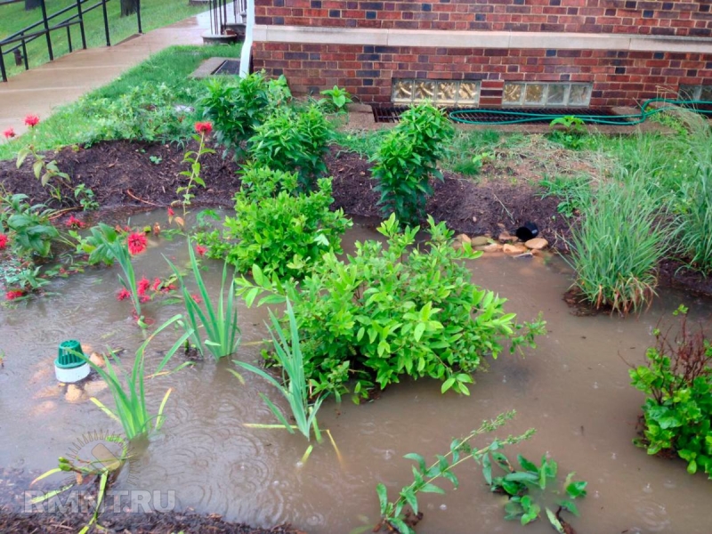 Что такое дождевой сад и зачем он нужен?