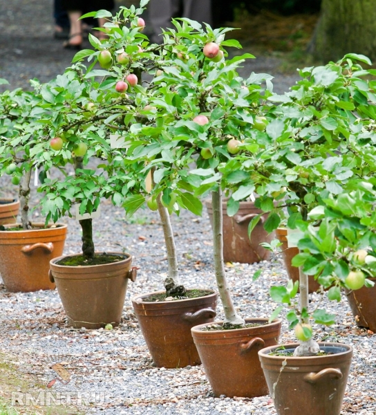 Как выращивать образцовые плодовые деревья в ящиках