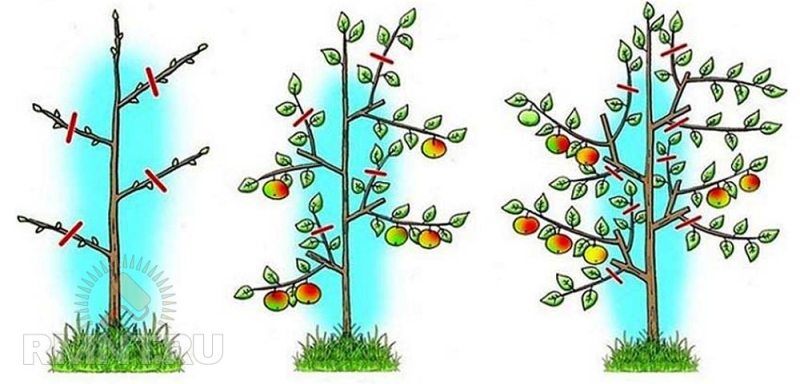 Как выращивать фруктовые деревья в контейнерах