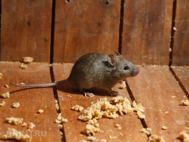 Как защитить свой дачный дом от мышей