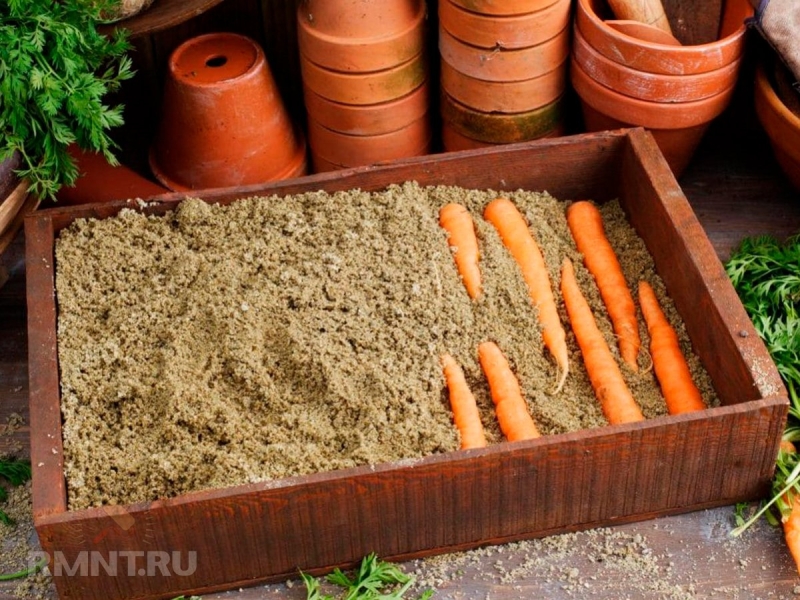 Все способы консервирования моркови на зиму